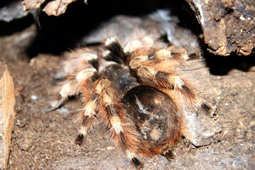 Hairy spider in the Moscow zoo