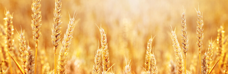 Banner. Wheat ears in the field in golden tones in bright sunlight, panorama