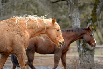 All die schönen Pferde. Portrait von freien Pferden auf der Weide