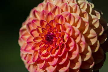 Close up of Red Ruskin Diane (Dahlia) with the morning mists with perfect geometrical pattern. A perfect Fibonacci seen in nature