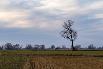 Fototapeta na wymiar landscape during the setting sun and a lonely tree in the field, sunset