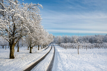 Snowy road in winter tree landscape