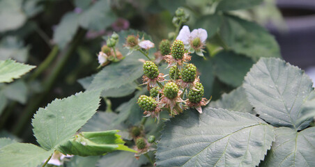 Green, unripe blackberries.