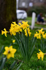Obraz premium Yellow daffodils on the springtime.