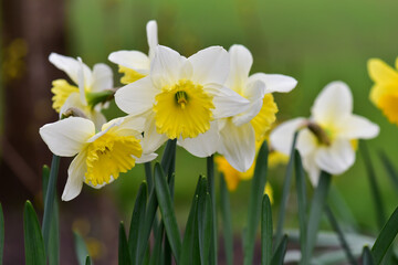 Daffodils with white leaves. United Kingdom. 