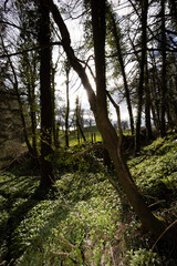 Fototapeta premium trees in the forest