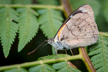Side view of a butterfly while it receives some rays of the sun on its wings