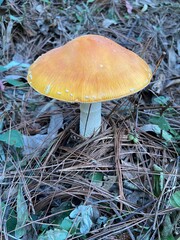 mushroom in the forest