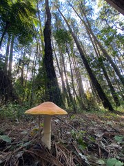 mushroom in the forest