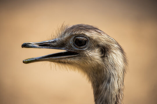 Portrait profile of female grey greater rhea, Rhea americana bird.