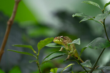 chamelion  on a leaf