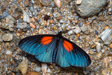 Butterfly sunbathing on the ground to warm its wings