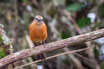 Black-backed Chat-tyrant (Ochthoeca fumicolor) staring straight ahead while perching on a tree branch