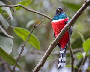 Masked Trogon (Trogon personatus) resting on a diagonal bar high up in a tree