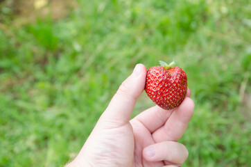 Red, ripe, strawberries in a male hand, on a background of green grass. Bio Without chemistry and...
