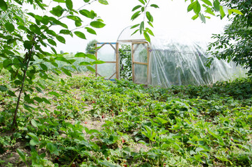 A greenhouse in a green garden in which grow tomatoes, and other vegetables and fruits, berries. Farm