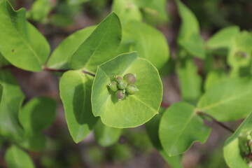 Closeup of Twining Honeysuckle unripe berries in summer