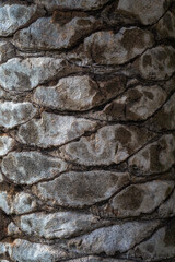 Beautiful natural tree bark pattern. Close up of a tree. Natural background. Palm details