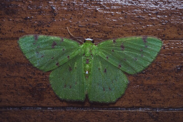 Closeup of a green moth on a wooden surface under the lights - Powered by Adobe