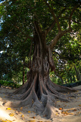 Fototapeta na wymiar Árbol tropical con grandes raíces