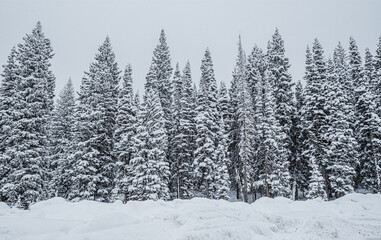 Obraz premium Winter Wonderland