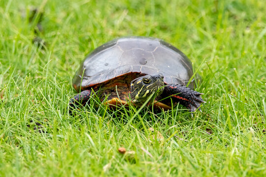 Painted turtle making its way slowly through dewy grass. Closeup isolated on green grass.