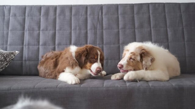 4k. Two small funny Australian shepherd puppy merle dog