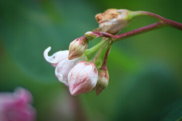 Macro of delicate pink flowers on Spreading Dogbane