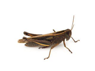 Grasshopper (Locust) isolated on white background