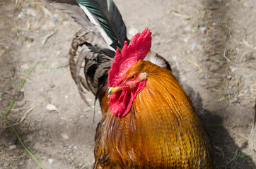 Portrait of a beautiful rooster, with a red comb, closeup. At a chicken egg farm. blurred...