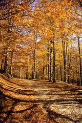 mystic view of mountain forest in autumn