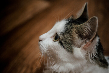 A close-up, horizontal image of a spotted cat looking to the left.