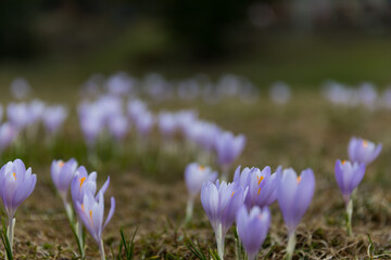 krokusy kwitnące wiosną, pierwsze oznaki wiosny © Ewelina