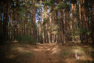 A path in a large pine forest.