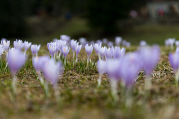 krokusy kwitnące wiosną, pierwsze oznaki wiosny © Ewelina