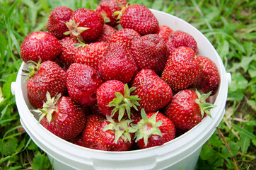 A lot of ripe, bright, red strawberries grown in the garden in a white bucket. Bio. Without...