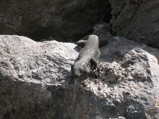 black lizard reptile on a stone summer