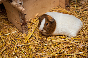 Full body of white-brown hair domestic guinea pig cavy on the straw