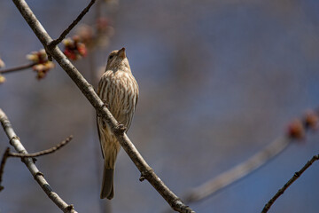 House Finch Sitting on a Tree Branch on a Sunny Day
