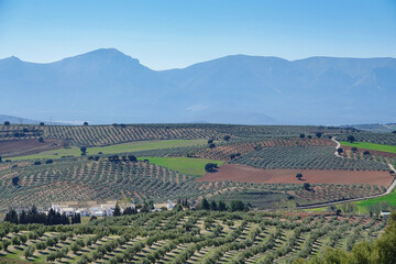 Fototapeta na wymiar Andalusian agricultural landscape along the 