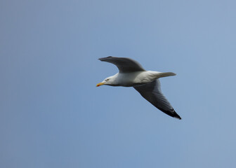Herring Gull, Bird in flight with blue sky.