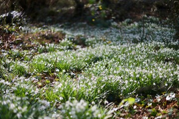 Obraz premium Pembrokeshire forest with snowdrops in bloom