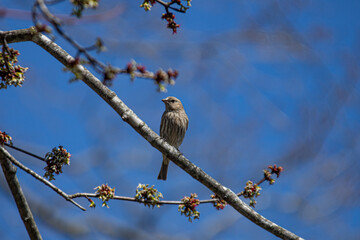 House Finch Sitting on a Tree Branch on a Sunny Day