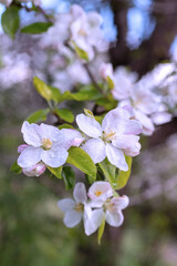 Kwiat jabłoni, sezon wiosenny w ogrodzie - obrazy, fototapety, plakaty
