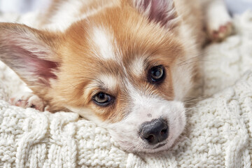 Pembroke Welsh Corgi puppy sleeping
