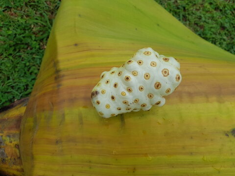 L. Morinda citrifolia is a fruit-bearing tree in the coffee family, Rubiaceae. Pesidente Figueiredo, Amazon &ndash;Brazil