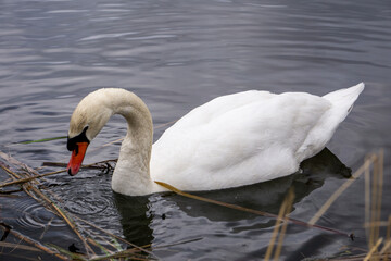 swan on the water