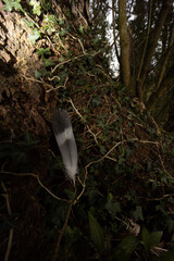 Obraz premium waterfall in the woods