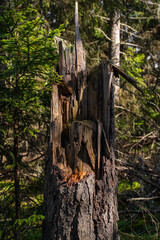 Big broken tree trunk/stump in Estonian forest at sunny summer day. Selective focus.