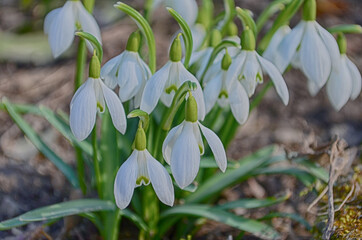 Snowdrop spring flowers. Delicate snow drop flower one of spring symbols.Fresh green white snowdrop growing in garden.